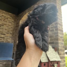 Cavapoo and Shihpoo Puppies from Haus of Doodles