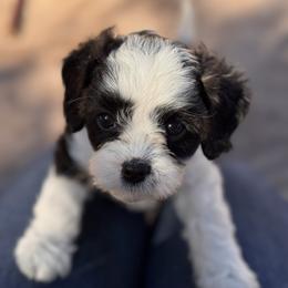 Snoopy - Black and white male Cavapoo puppy in California from Tinkerpups