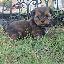Sloan - Black gold and white female Shorkie puppy in Aurora, Missouri from KnJ Precious Paws LLC
