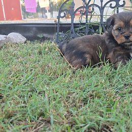 Sloan - Black gold and white female Shorkie puppy in Aurora, Missouri from KnJ Precious Paws LLC