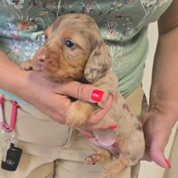 Gordo - Chocolate and tan male Dachshund puppy in Berry, Alabama from Whisper Gray