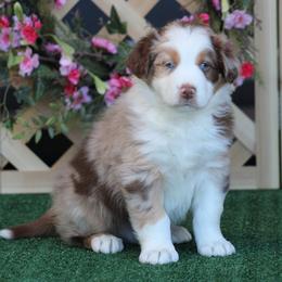 Anchorage - Red merle male Australian Shepherd puppy in Circleville, Utah from Canyon Creek Aussies