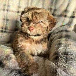 Darling - Chocolate sable female Havanese puppy in Starr, South Carolina from Home with Havanese