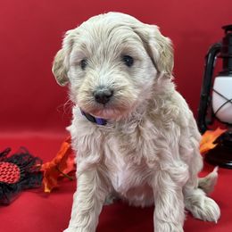 Girl 2 - Aussiedoodle puppy from Salt River Kennels