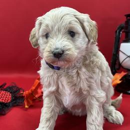 Girl 2 - Aussiedoodle puppy from Salt River Kennels