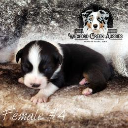 Girl 4 - Black tri-color female Australian Shepherd puppy in Harpers Ferry, Iowa from Wexford Creek Aussies, LLC