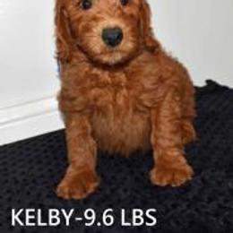 KELBY - Red  male Goldendoodle puppy in Jasper, Indiana from Hilltop Pups By Abby, LLC