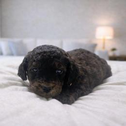 Tyler - Chocolate male Goldendoodle puppy in Pittsburg, Texas from Grace Springs Goldendoodles