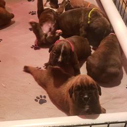 Boxer Puppies from SmashBox Kennel