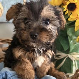 Teddy - Black and gold male Yorkshire Terrier puppy in Orlando, Florida from Everyonelovesyorkies