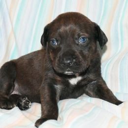 Liza - Catahoula Leopard Dog puppy from Spot On Catahoula Leopard Dogs