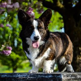 Livy - Cardigan Welsh Corgi