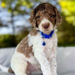 Blue - Parti male Goldendoodle puppy in Hesperia, Michigan from Red Acres Poodles & Doodles