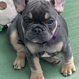 French Bulldog Puppies from EMF