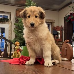 Shadow - Sable male Collie puppy in Sedalia, Missouri from Brown Acres Collies