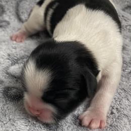 Cleetus - Black and white male Shih Tzu puppy in Chattanooga, Tennessee from Denise's Shih Tzus