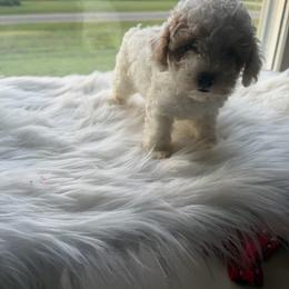Suger - White female Poodle puppy in Apex, North Carolina from Happy puppies
