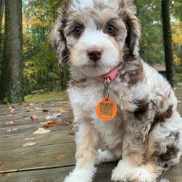 Cookie - Chocolate merle female Bernedoodle puppy in New Ringgold, Pennsylvania from Hawk Mountain Doodles