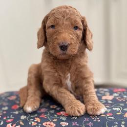 Funshine Bear- Yellow Collar - Red  male Goldendoodle puppy in Bay City, Texas from Charming Doods Goldendoodles