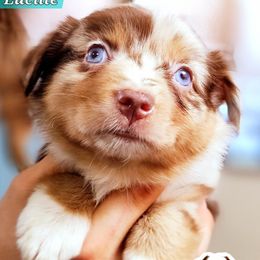 Lucille - Red merle female Miniature Australian Shepherd puppy in Punta Gorda, Florida from Christie's Creekside Aussies