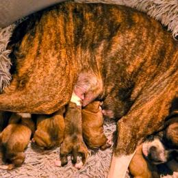 Lil - Boxer