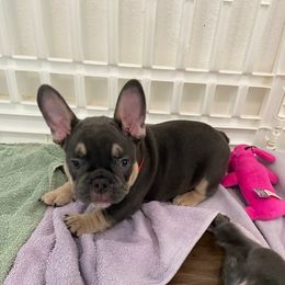 Huey - Blue male French Bulldog puppy in Blountstown, Florida from Fairytale French Bulldogs of Florida