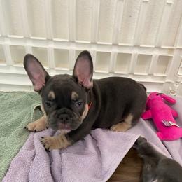 Huey - Blue male French Bulldog puppy in Blountstown, Florida from Fairytale French Bulldogs of Florida