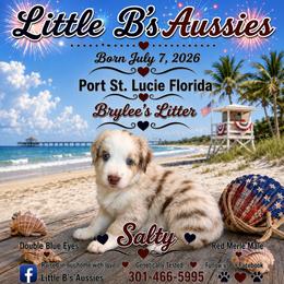 Boy 4 - male Miniature Australian Shepherd puppy in Port Saint Lucie, Florida from Charlene Brannon's Mini Australian Shepherds