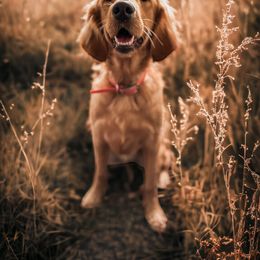 Sophie - Golden Retriever