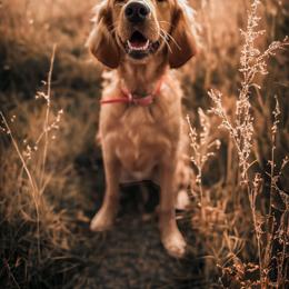 Sophie - Golden Retriever