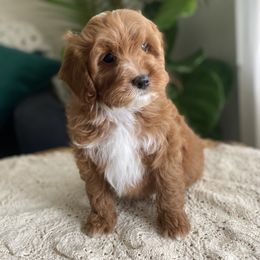 Goldendoodle and Poodle Puppies from French Creek Doodles