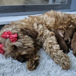 Labradoodle Puppies from Sashasdoodles