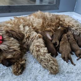 Labradoodle Puppies from Sashasdoodles