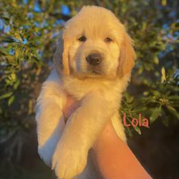 Golden Retriever Puppies from CentralFLGoldens