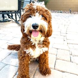Missy - Goldendoodle