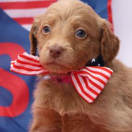 Dandy - Brown male Bernedoodle puppy in Westminster, South Carolina from Goldendoodlepuppiessc