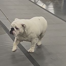 Polar - Bulldog
