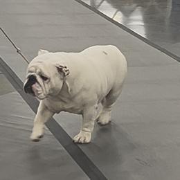 Polar - Bulldog