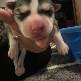 Siberian Husky Puppies from Alexandra's Siberian Huskies