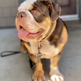 Bulldogs from Bully Proof English Bulldogs