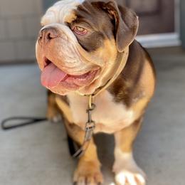 Bulldogs from Bully Proof English Bulldogs