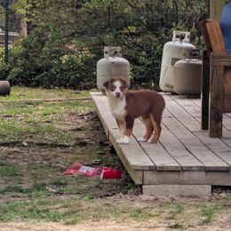 Miniature Australian Shepherd Puppies from AussiesRus