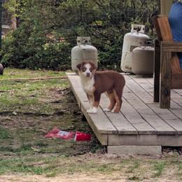 Miniature Australian Shepherd Puppies from AussiesRus