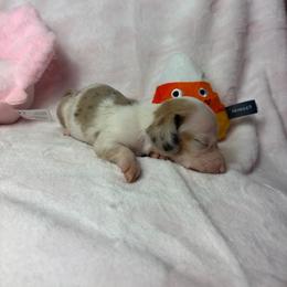 Miley - Piebald female Dachshund puppy in Lake City, Florida from My Ditzy Doxies of Florida