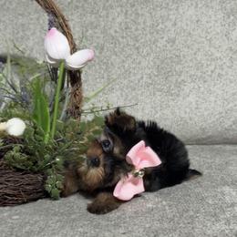 NaYdea - Blue and gold female Yorkshire Terrier puppy in Prosper, Texas from DaintyDawlz