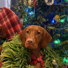 Vizsla All Grown Up from Alaea Farm & Kennel