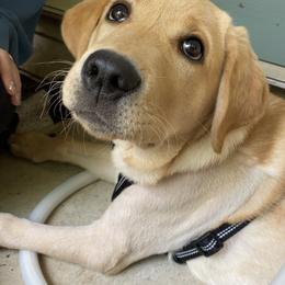 Labrador Retriever Puppies from Creekside Canines