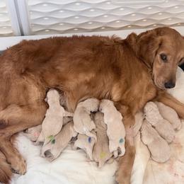 Golden Retriever Puppies from Wishaw Whisky Golden Retrievers