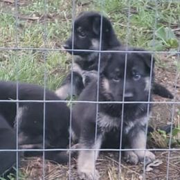 German Shepherds from Heitzman Farm