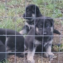 German Shepherds from Heitzman Farm